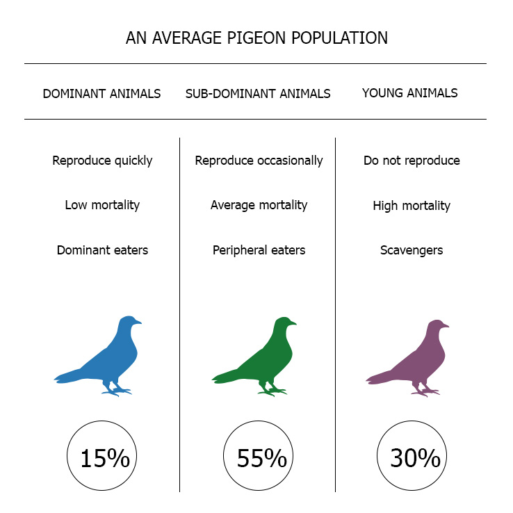 Vets For City Pigeons Approach