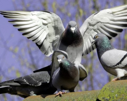 Vets For City Pigeons richtet Testprojekt in Brüssel ein (Quelle: BRUZZ, Foto: ANP)